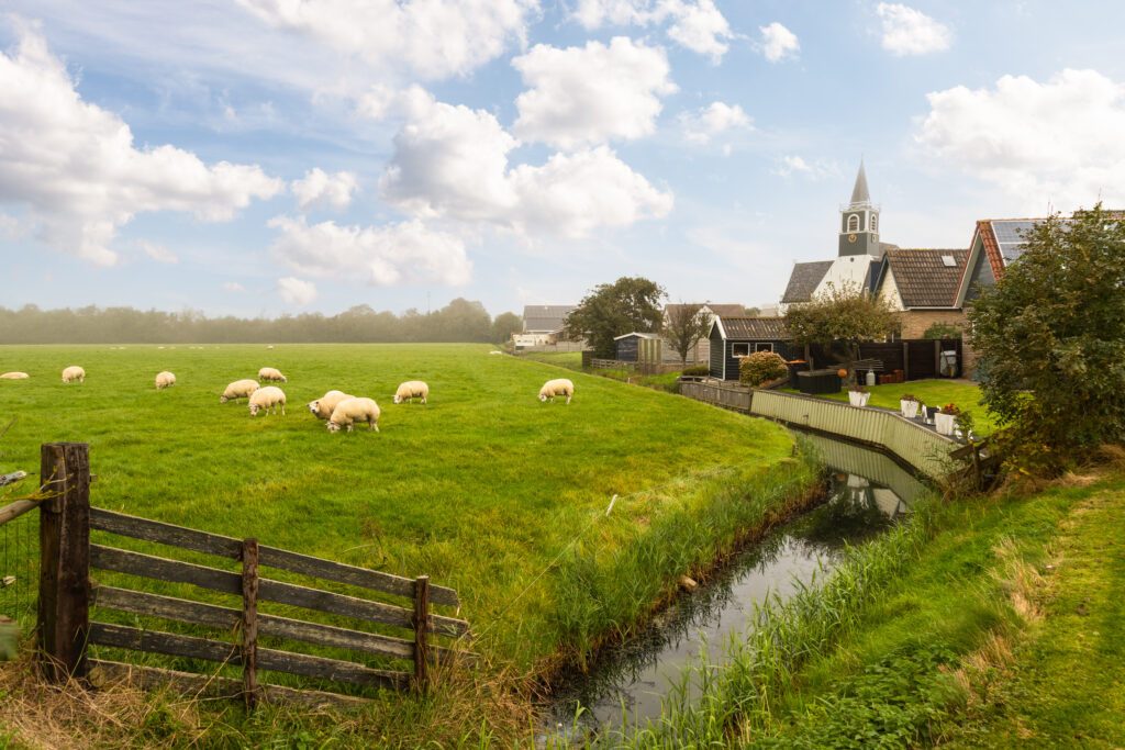 Sheep graze peacefully near the village of Oudeschild on the Dutch island of Texel.