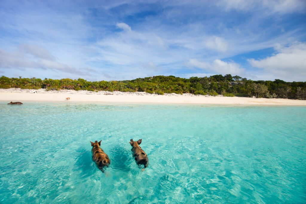 Nager avec les cochons des Bahamas