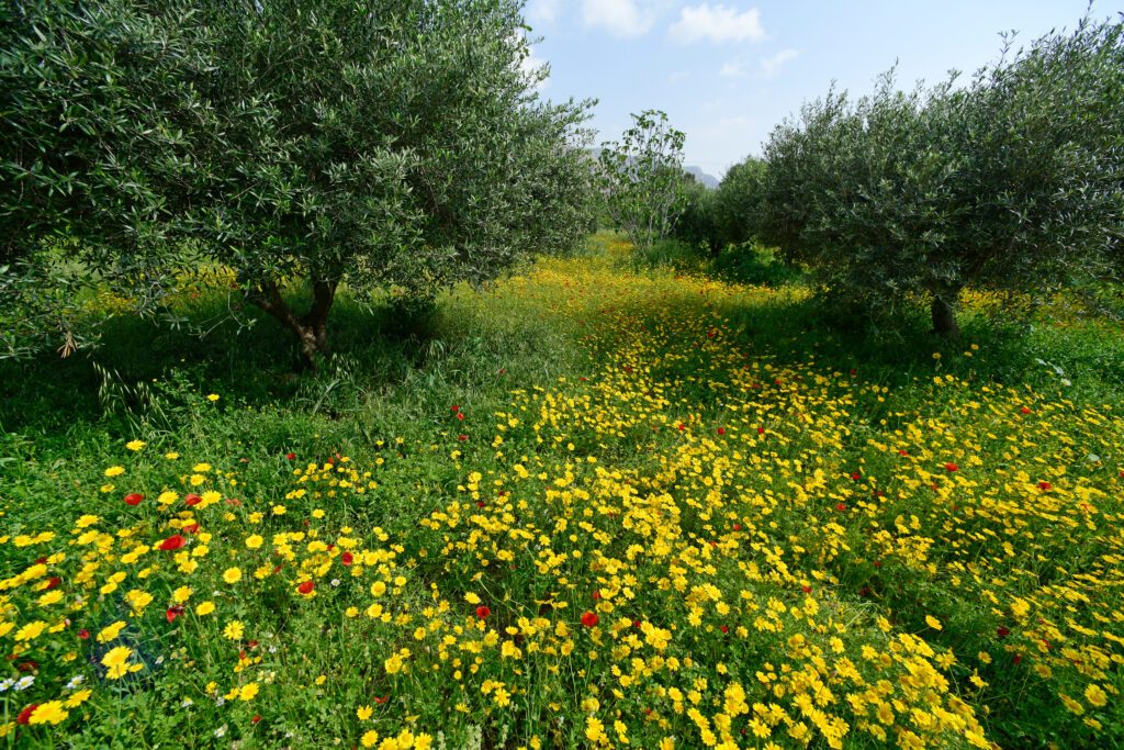 Blumenwiese in einem Olivenhain auf Tilos, Griechenland - flowers in an olive grove on Tilos, Greece