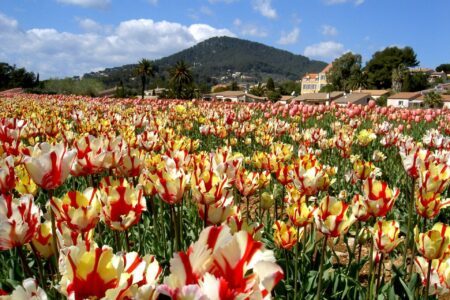 Que visiter autour de Hyères ? Voici 14 idées de visites !