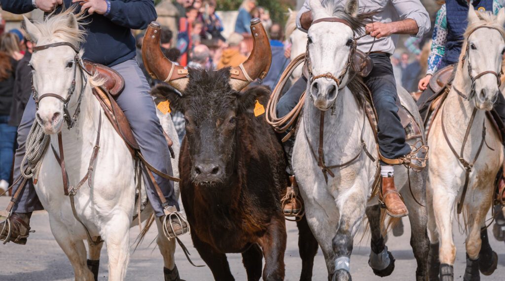 Bandido et abrivado dans une rue de village dans le sud de la France. Taureau de Camargue en liberté dans une rue. Tradition taurine.