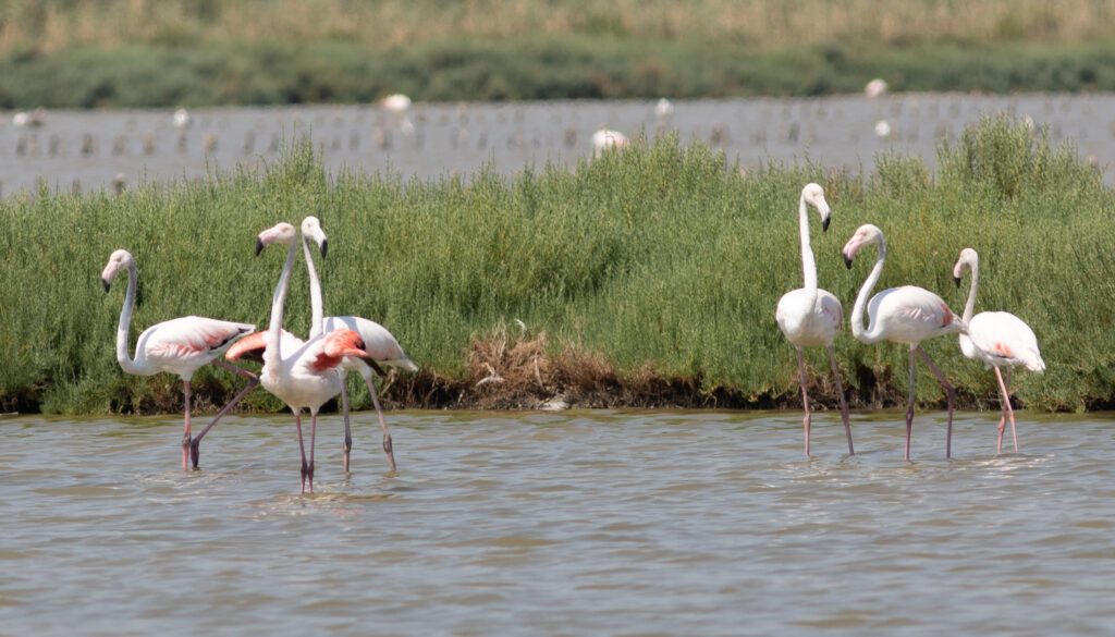 Les flamants roses autour de la Grande-Motte