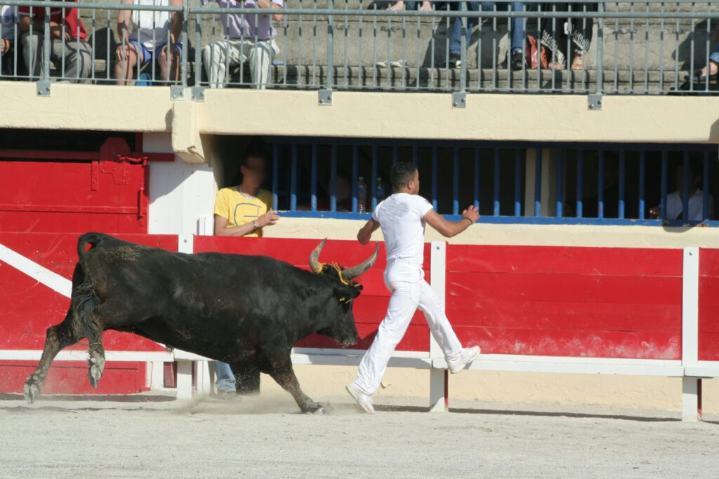 Les arènes 