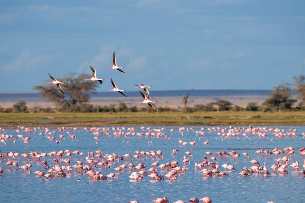 Les flamants roses de Camargue, à voir près du Grau-du-Roi
