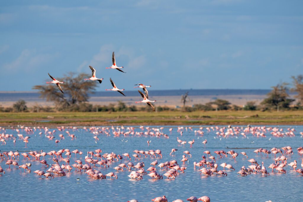 flamingo group in the lake