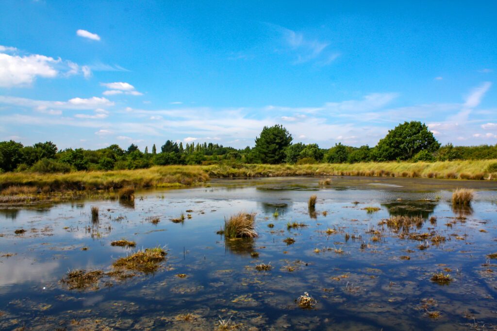 Séné. Marais, réserve ornithologique. Morbihan. Bretagne