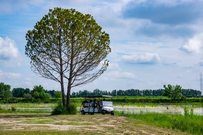 Safari en voiture électrique dans la réserve du Petit Rhône