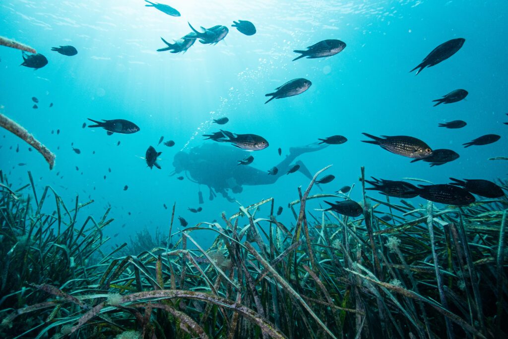 Buzo mar Mediterráneo, pradera Posidonia y peces