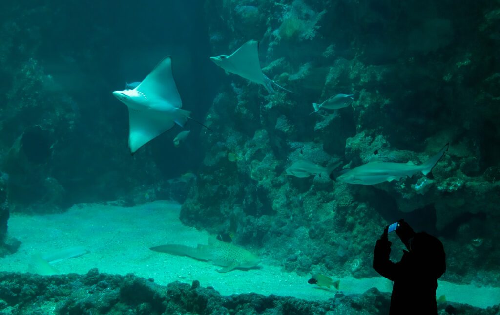 Enfant qui prend des photos devant l'aquarium aux requins (Océanopolis Brest)