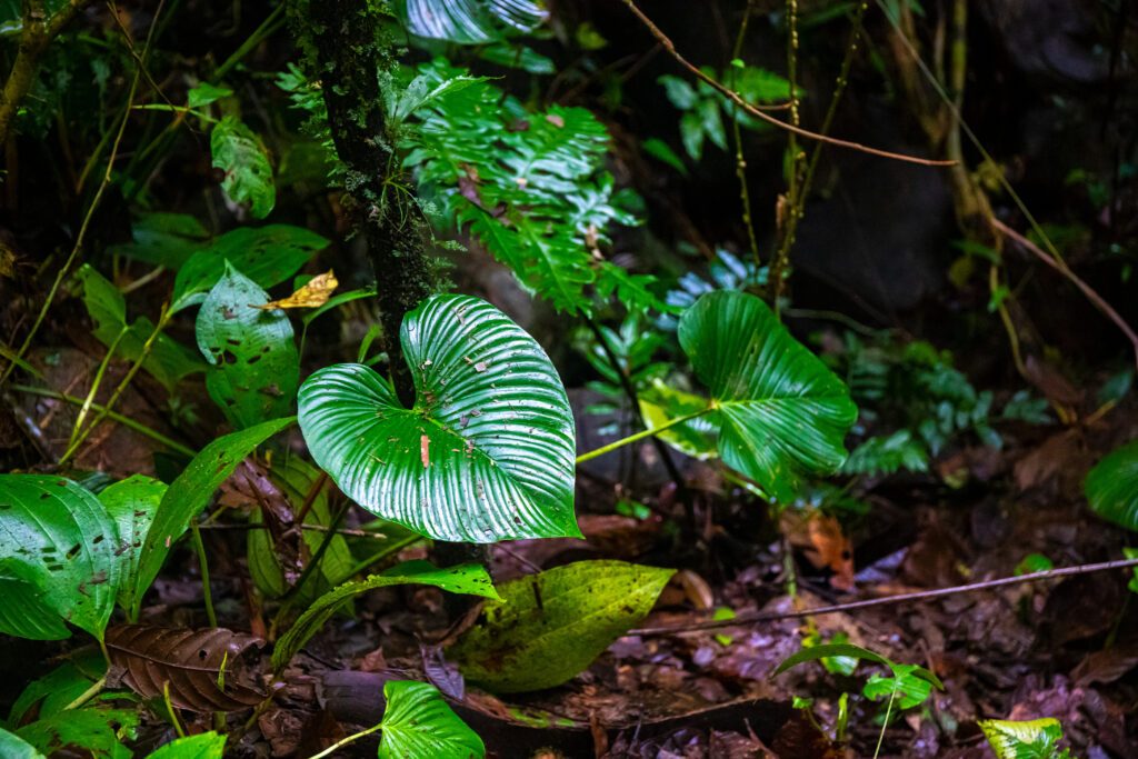 La biodiversité de Braulio Carillo