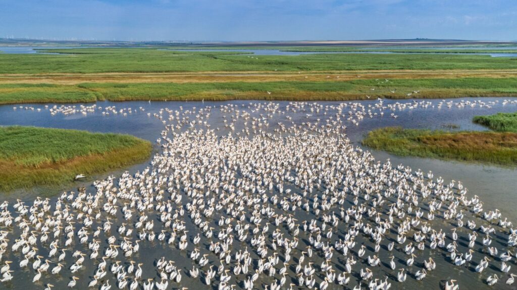 Les pélicans du Delta