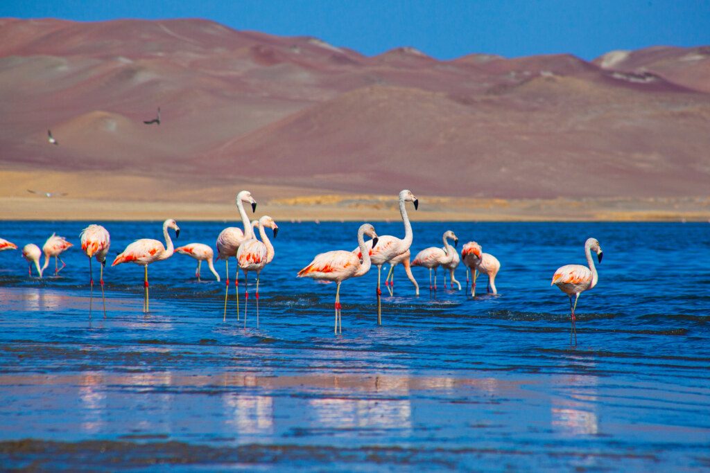 Pink Flamingos in the ocean in Paracas, Peru