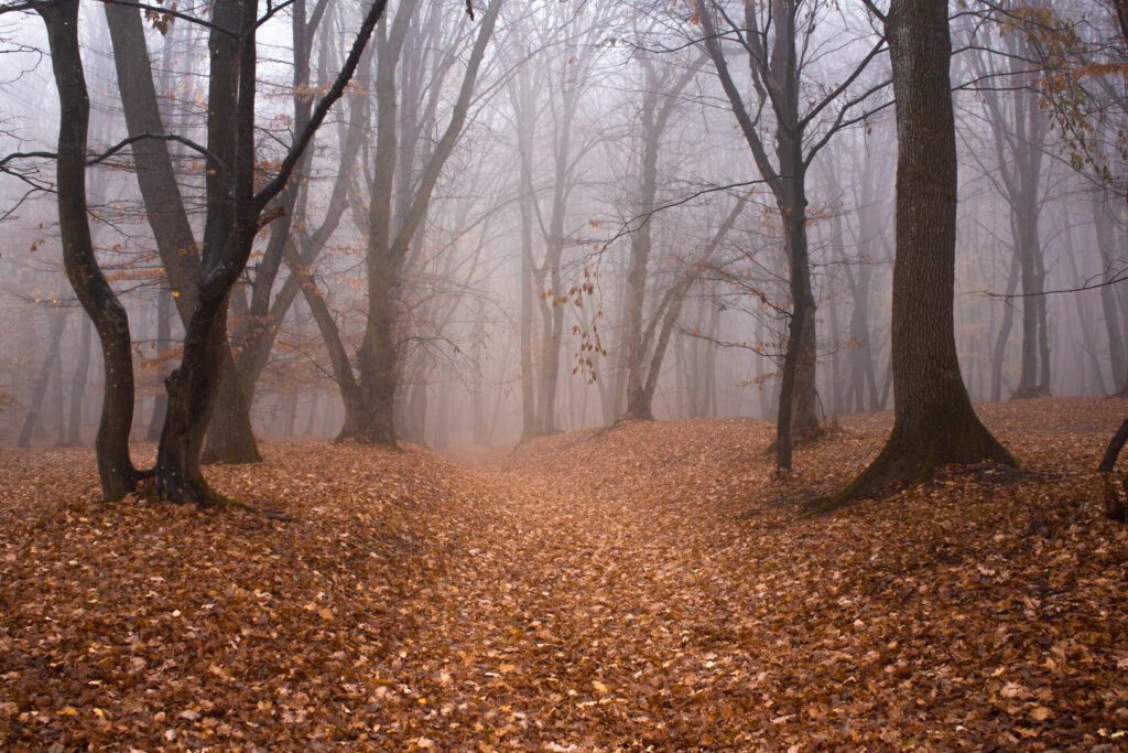 La forêt de Hoia Baciu