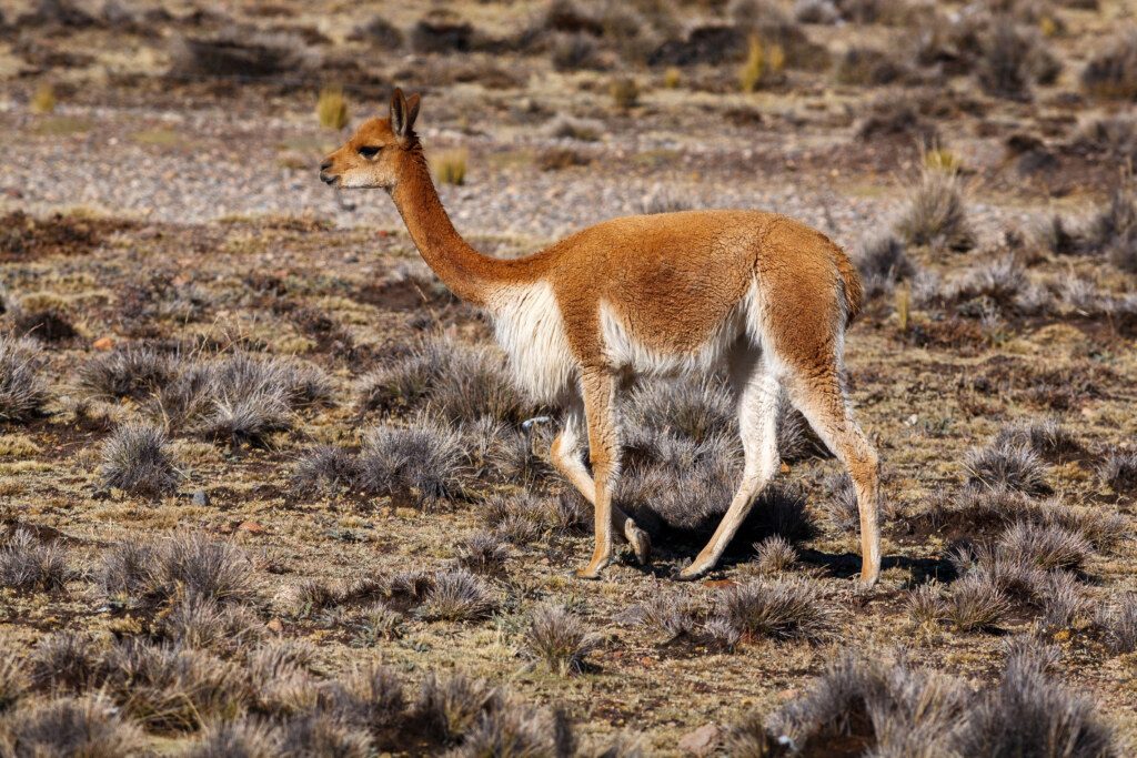 A lonely vicuña in the highlands of Peru