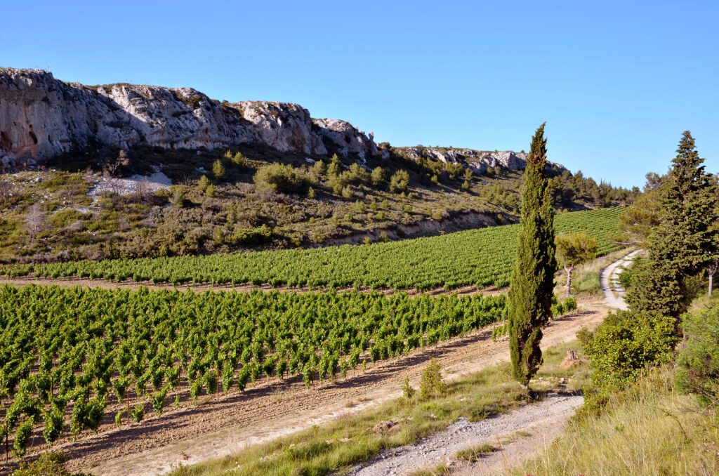 Vine near of Narbonne in France