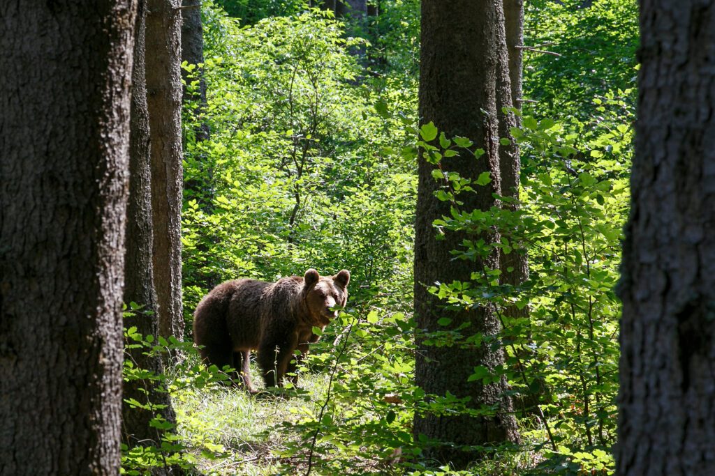 Les ours des Carpates