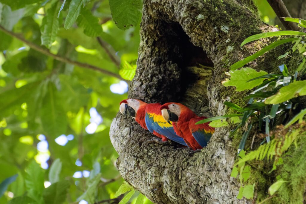 Des Aras rouges au parc Carara