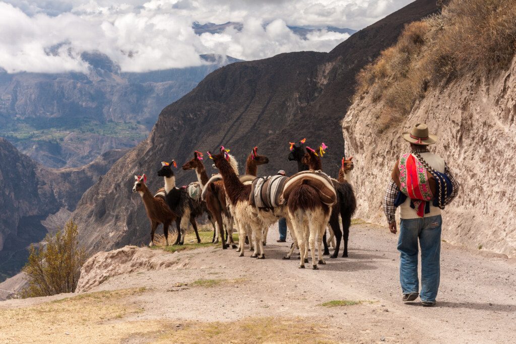 A andean man  carry in their llamas his products to the village market