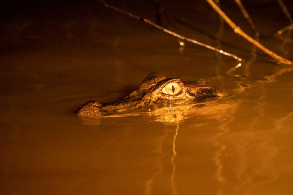 Pacaya Samiria Reserve, Peru. Spectacled caiman at night in the Dorado River.