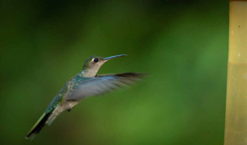 Grey-breasted sabrewing