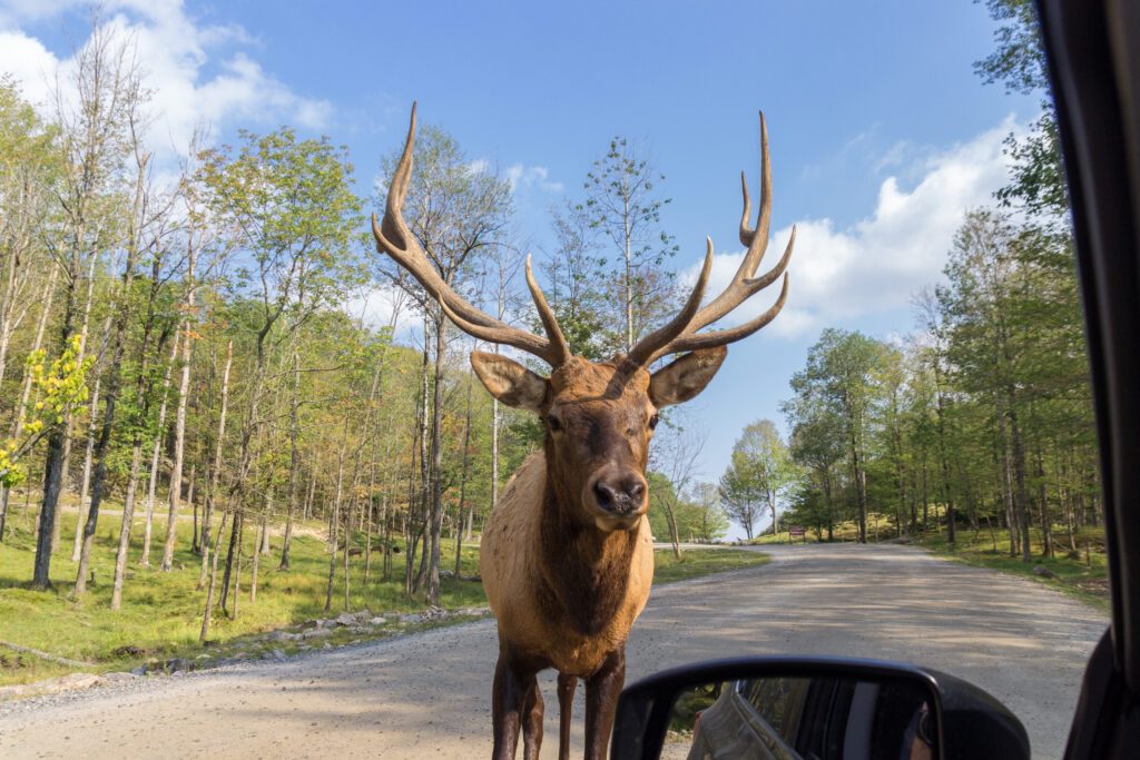 Un cerf dans le parc Omega, autour de Montréal