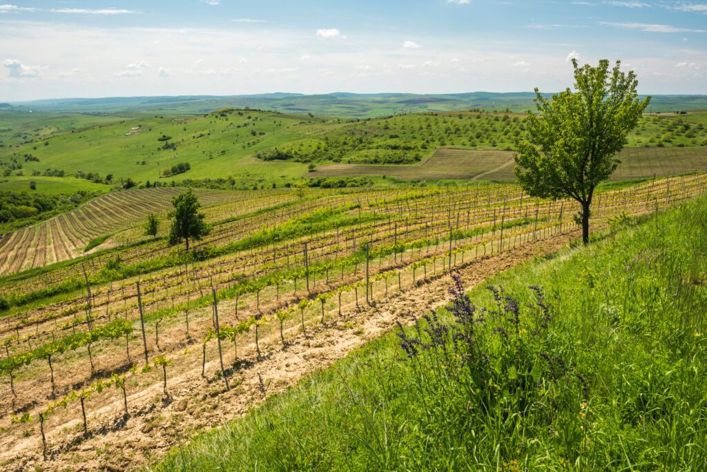 Les vignes dans les paysages de Roumanie