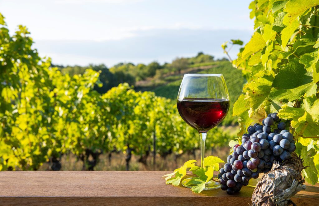 Vin de Bourgogne à l'automne