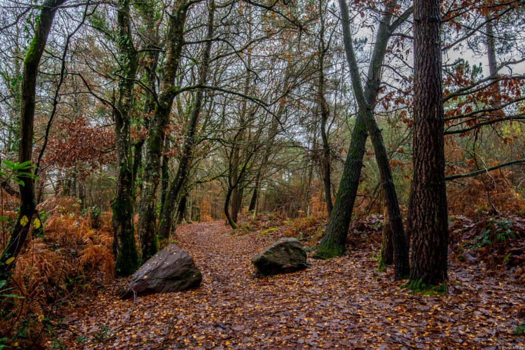 foret de broceliande 1