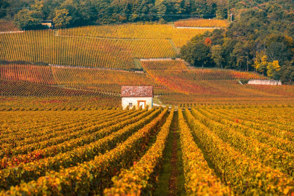 Vineyards in the autumn season, Burgundy, France