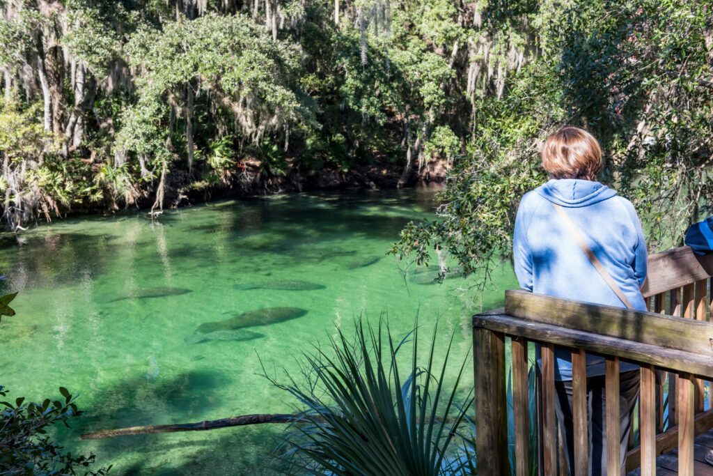 A female park visitor watching wintering Florida manatees from an observation deck at the Blue Spring State Park, Florida, USA.