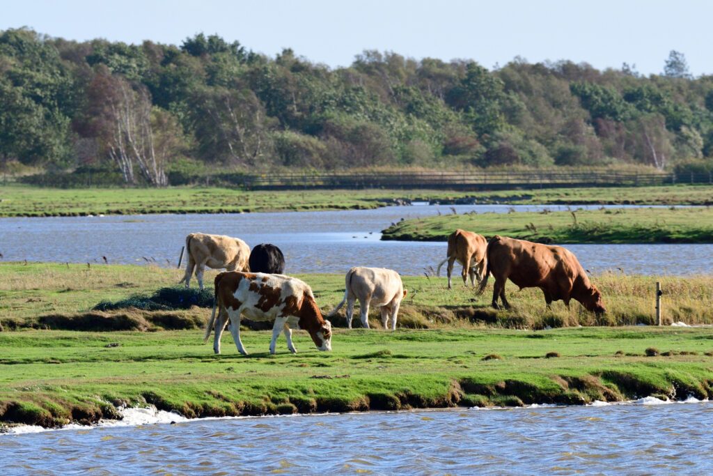 Kuhherde auf den Salzwiesen an der Ostsee