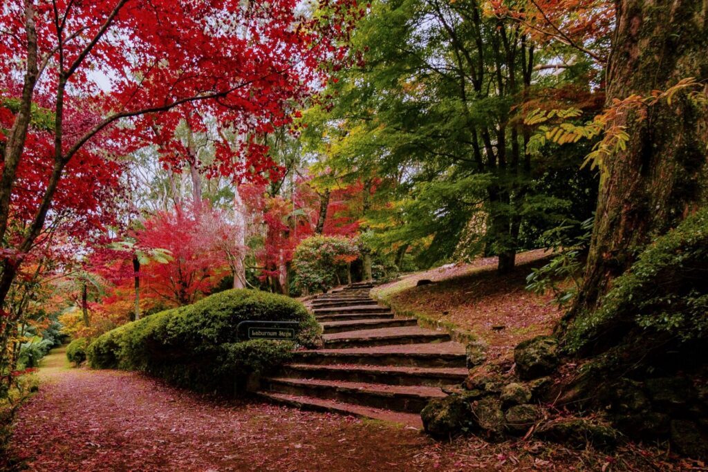 Joli jardin d'automne au Mont Wilson, Australie