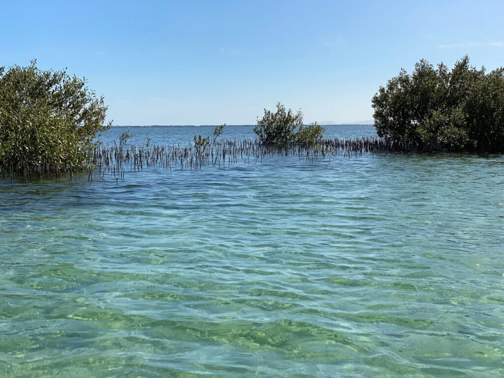 Mangroves in salt water of the Red Sea. Nabq protected area near Sharm El Sheikh city, South Sinai, Egypt, North Africa. Egyptian mangrove grove.