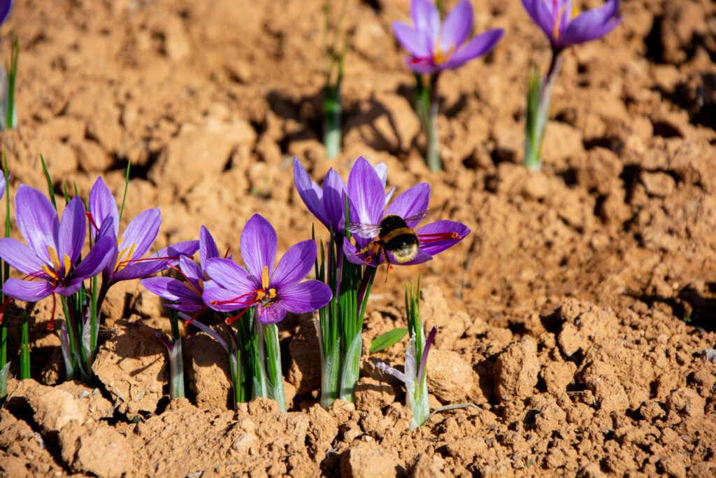 Landscape pink saffron and flower red gold