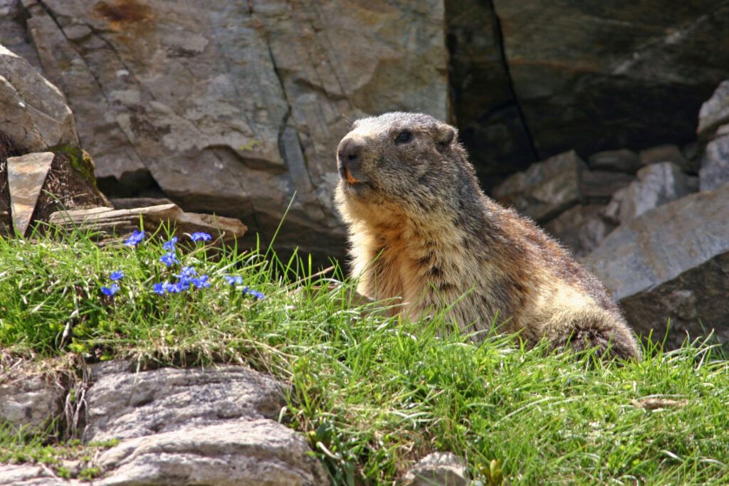marmotte(marmota marmota)