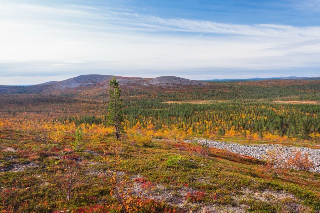 Période d'automne (ruska) dans le parc national Urho Kekkonen en Laponie finlandaise