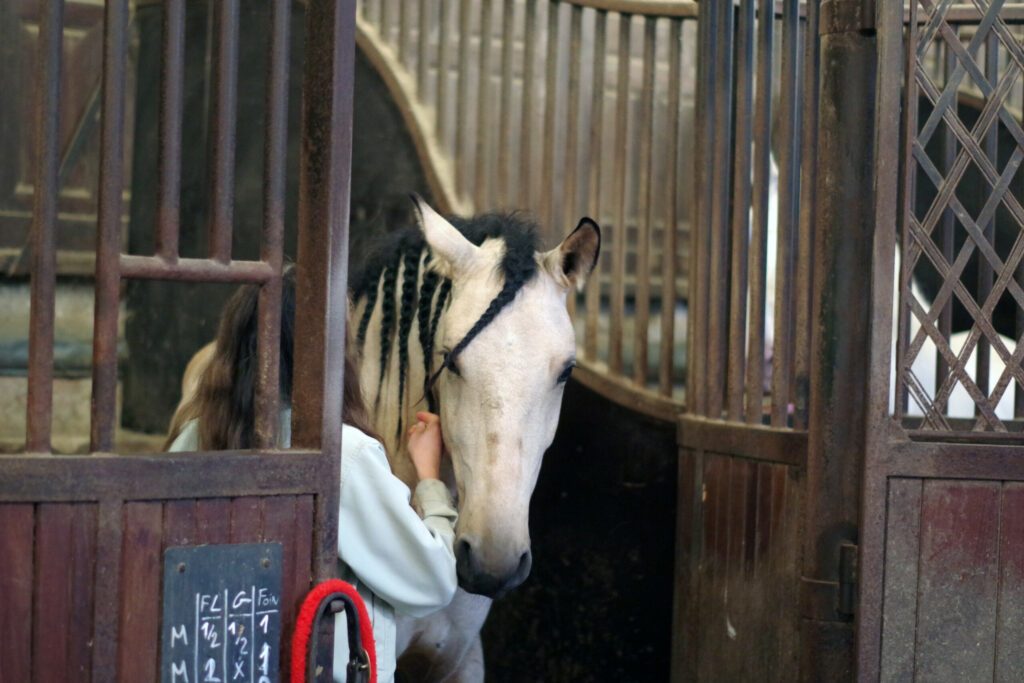 Cheval isabelle toiletté par sa cavalière