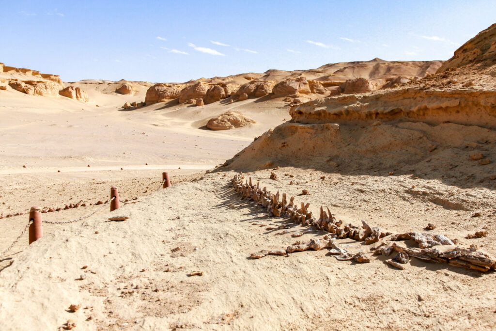 A view of Whale fossil of Wadi El Hitan ( Whale Valley), in the Western Desert of Egypt