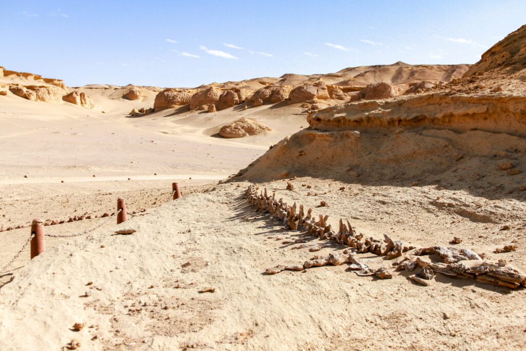 Un fossile de baleine à Wadi El Hitan