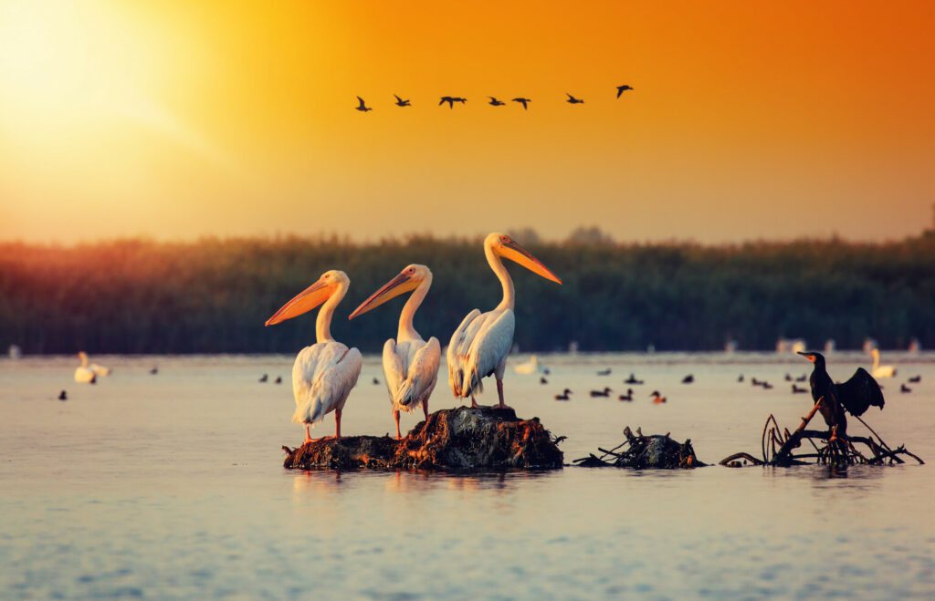 Visiter la Roumanie et Le Delta du Danube