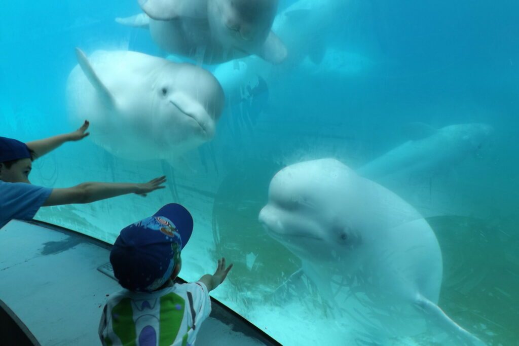 Enfants et Bélugas à Marineland