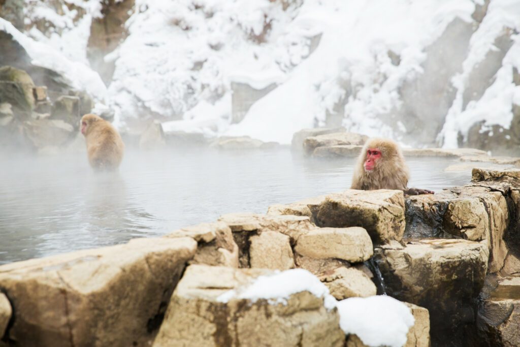 animals, nature and wildlife concept - japanese macaques or snow monkeys in hot spring of jigokudani park