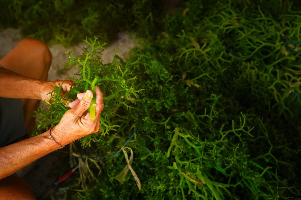 Farmer collecting seaweed plantations at seaweed farm in Nusa Penida, Indonesia