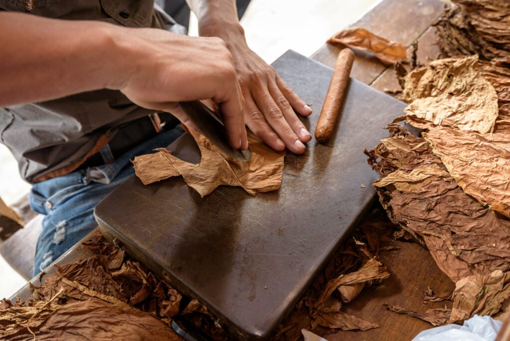 Demonstration of production of handmade cigars. Close up on man hands rolling dried and cured Cuban tobacco leaves in a farm in Vinales Valley, Pinar del Rio, West Cuba.