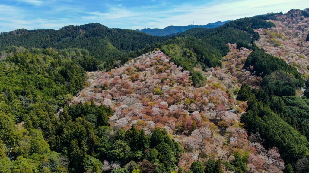 Sakura cherry blossom in yoshino japan