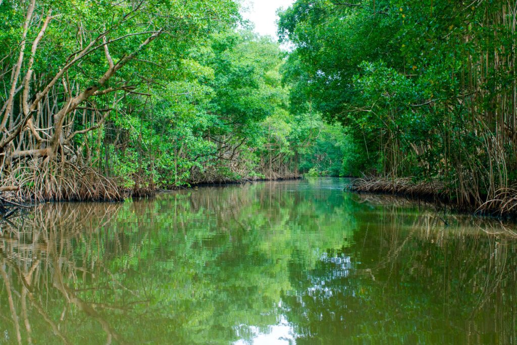 Canal des Rotours, mangrove, Guadeloupe