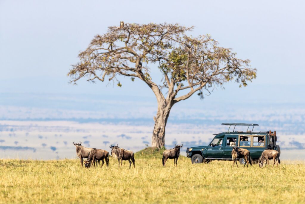 Unidentifiable tourists in a safari vehicle watch white-bearded wildebeest in the Masai Mara, Kenya, during the annual Great Migration.