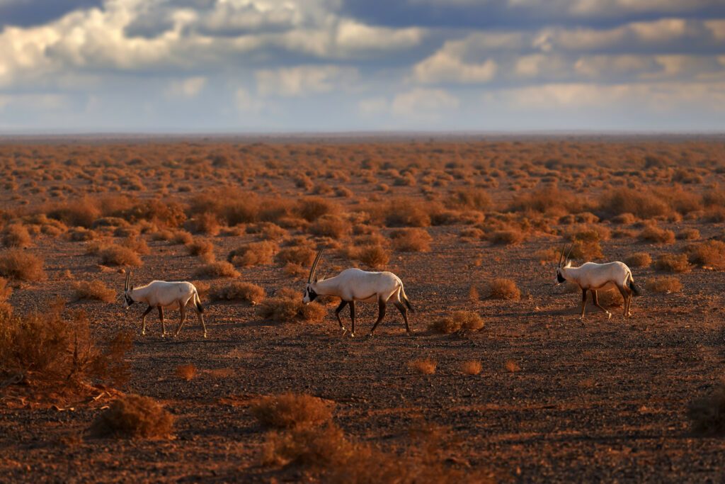 Arabia nature.  Wildlife Jordan, Arabian oryx or white oryx, antelope with a distinct shoulder bump, . Animal in the nature habitat, Shaumari reserve, Travel Jordan