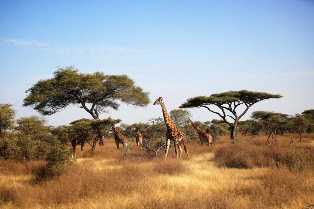 Maasai Giraffe (Giraffa tippelskirchi) and Umbrella Tree in Serengeti National Park, Tanzania,  Africa