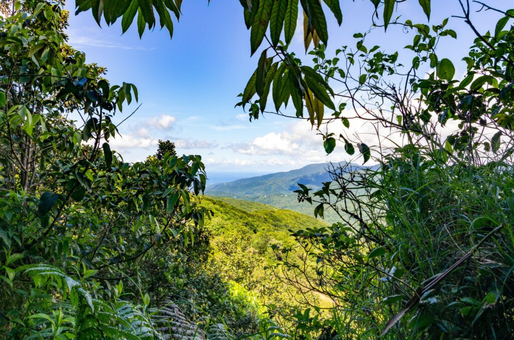 View out of the rainforest over the green island of Basse-Terre, Guadeloupe